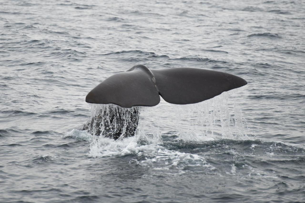 Apt 101 - Andenes Whale Safari Apartments Luaran gambar